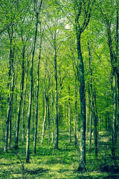 Bosque de haya en primavera — Foto de Stock