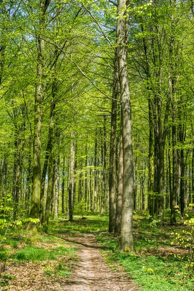 Bosque de haya en colores verdes — Foto de Stock