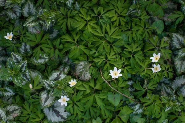 Flor de anémona en un jardín — Foto de Stock