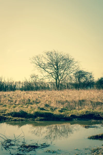 Lonely tree door het water — Stockfoto
