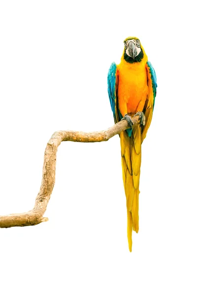 Perroquet aras sur une brindille — Photo