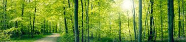 Green forest panorama landscape clipart