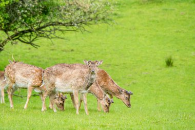 Deer herd on green grass