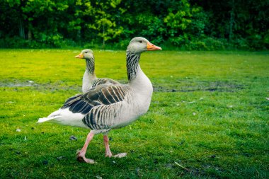 Two wild geese on grass
