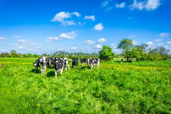 Vacas em um campo verde — Fotografia de Stock