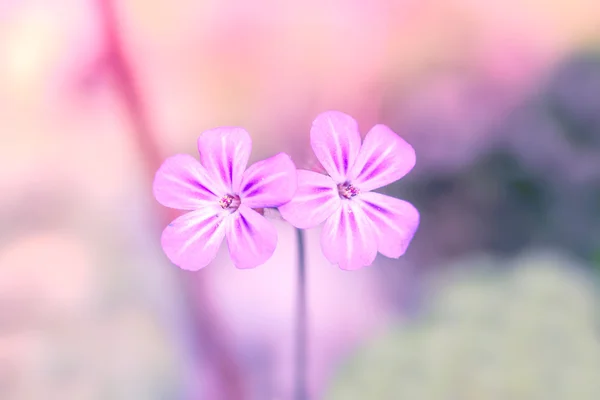 Wildflowers in violet color — ストック写真