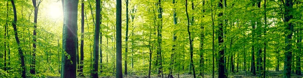 Beech forest panorama landscape — Stok fotoğraf