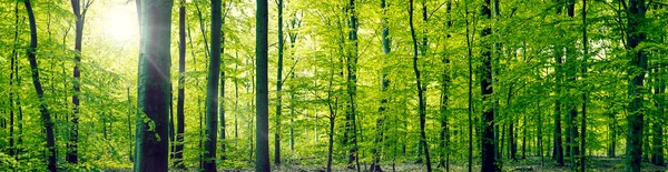 Beech forest panorama landscape — 스톡 사진