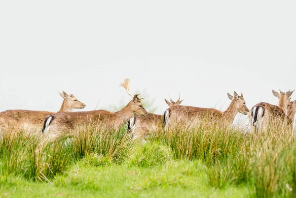 Deer herd on a meadow — Stok fotoğraf