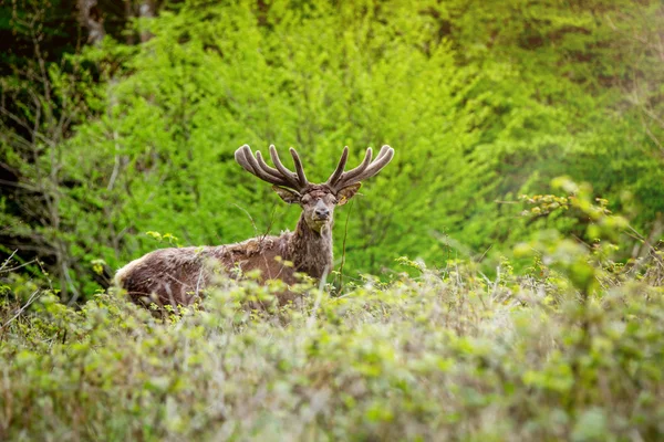 Deer in the morning — Zdjęcie stockowe