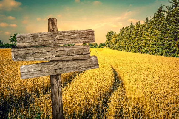 Gouden gewas veld landschap — Stockfoto
