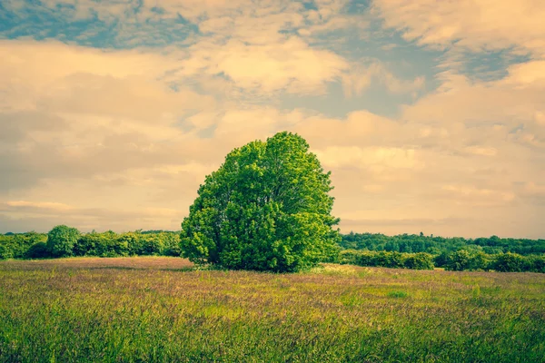 Big green tree on a field — Stok fotoğraf