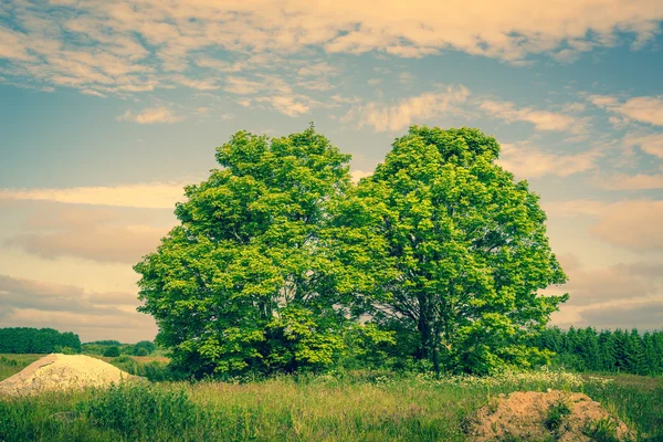 Two green trees on a field — 图库照片