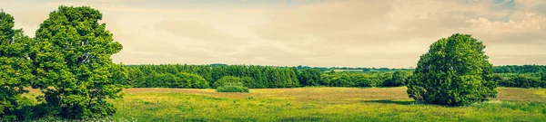 Green trees in panorama scenery — Stockfoto