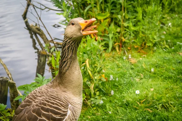 Goose showing the teeth — Stock Photo, Image
