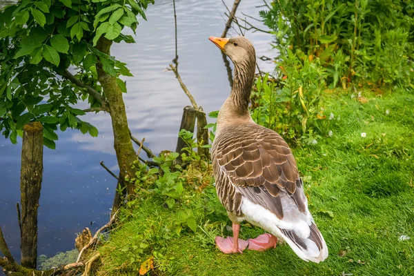 Goose standing near water — Stock fotografie