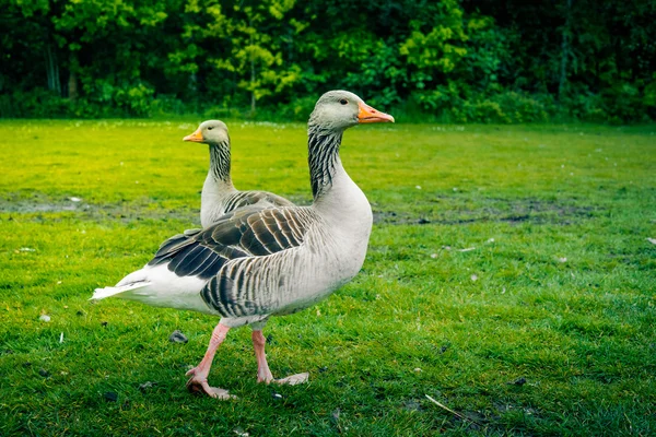 Two wild geese on grass — 图库照片