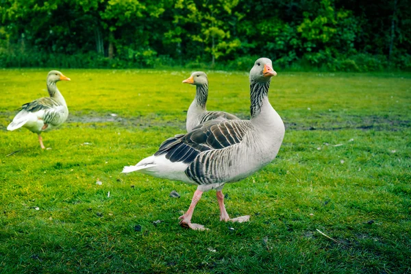 Grey geese on a green lawn — 图库照片
