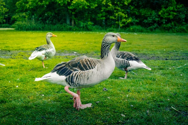 Three geese on green grass — Stock Photo, Image