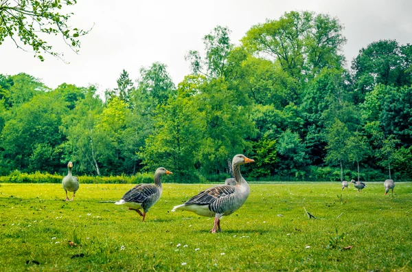 Geese standing in a park — Stok fotoğraf