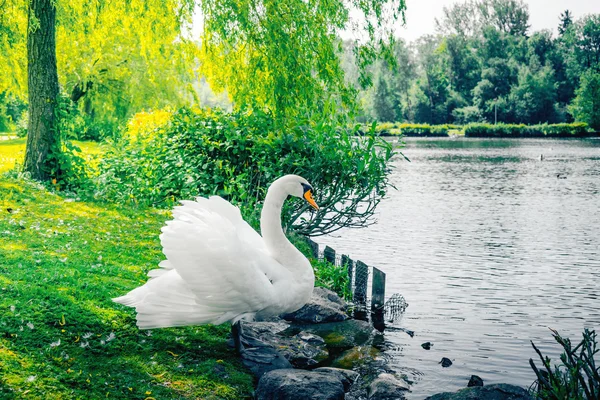 Schwan am Ufer — Stockfoto