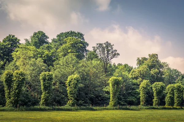 Trees on a row on a field — 图库照片