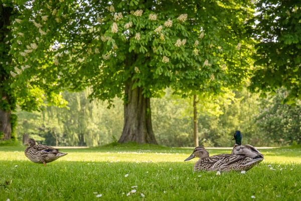 Ducks relaxing in a park — Stock Photo, Image