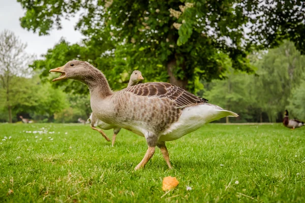 Дикі гуси в парку — стокове фото