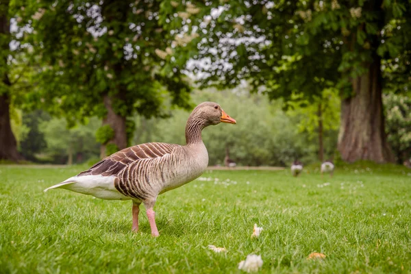 Oie dans un parc verdoyant — Photo