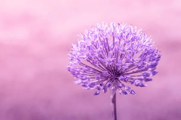 Allium Giganteum aux couleurs violettes — Photo