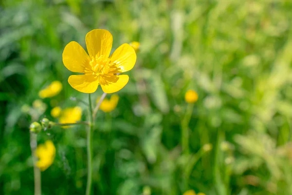 Buttercup flower in green nature — Stock fotografie