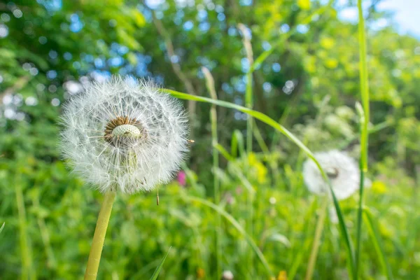 Dandelion flowers with seeds — Stock Photo, Image