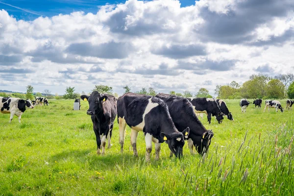 Vacas de Holstein-Frieser em um prado — Fotografia de Stock