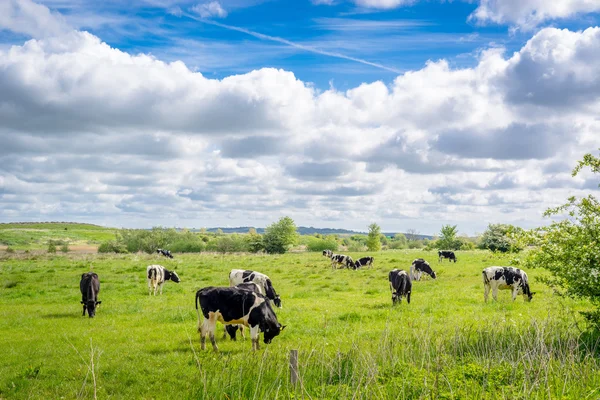 Коровы пасутся в летнее время — стоковое фото