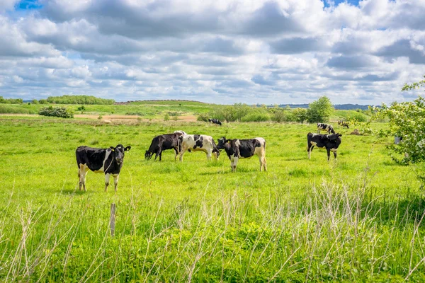 Kühe stehen auf einem Feld — Stockfoto