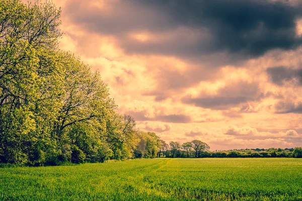 Árvores em uma paisagem nublada — Fotografia de Stock