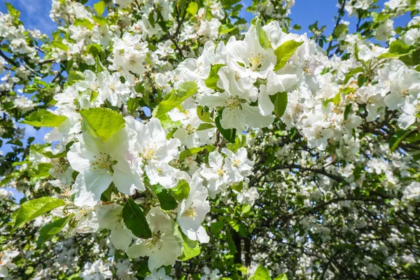 İlkbaharda çiçek açan kiraz ağacı — Stok fotoğraf