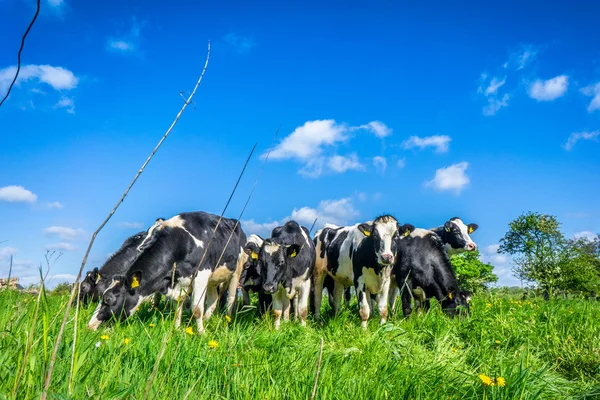 Cows in the summertime — Stock fotografie