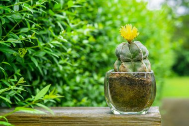 Astrophytum myriostigma kaktüs sarı çiçek
