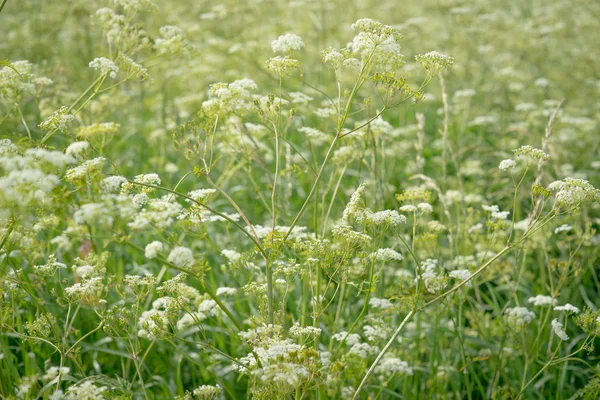 Kráva parslet na poli — Stock fotografie