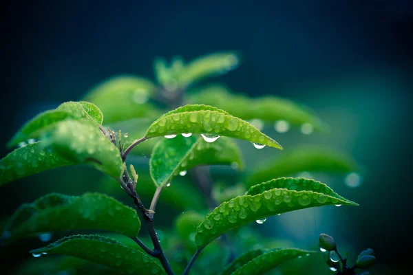 Green plant with drops of rain — Stock Photo, Image