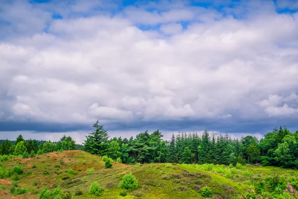 Bewölktes Wetter über grünen Bäumen — Stockfoto