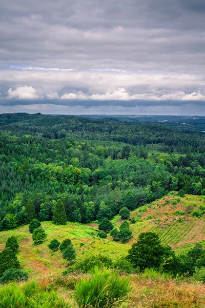 Paisagem com pinheiros em tempo nublado — Fotografia de Stock