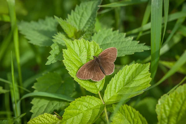 Aphantopus hyperanthus borboleta em uma planta verde — Fotografia de Stock