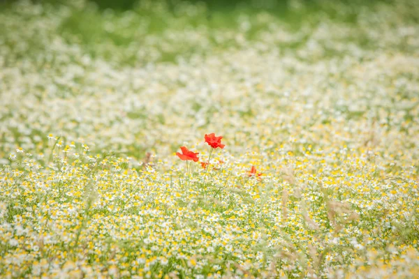 Poppy bloemen op een weide kamille — Stockfoto