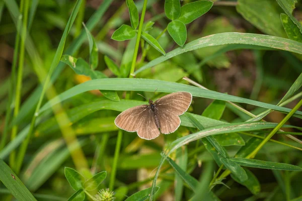 Aphantopus hyperanthus mariposa en un jardín —  Fotos de Stock