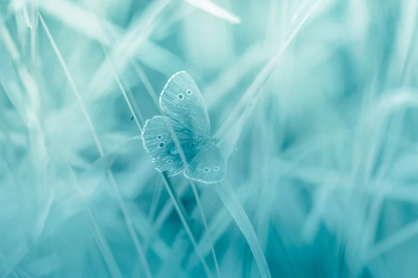 Farfalla su fondo tonico — Foto Stock