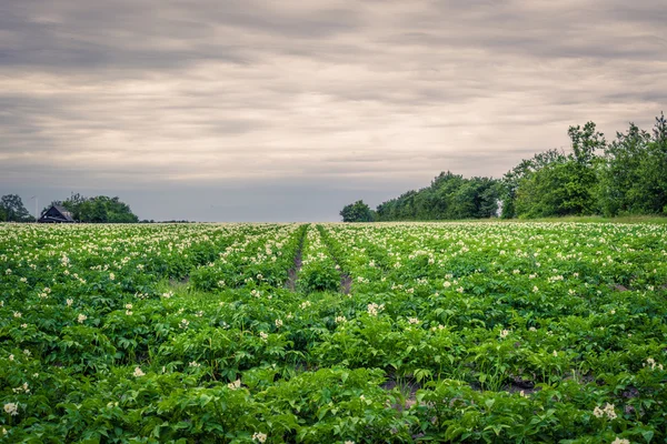 Aardappel veld in bewolkt weer — Stockfoto