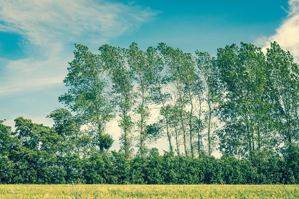 Tall trees on a field with blue sky — Stock Photo, Image