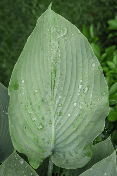 Зеленый лист с каплями дождя в саду — стоковое фото